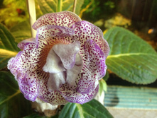 ��������� "�����"