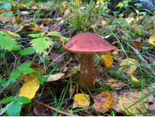 P 20170916 120249 DF.jpg