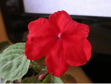 ������� 001.jpg