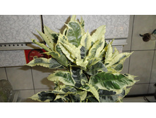 ������ (�������) ������