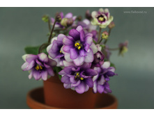 ��-���� � ������