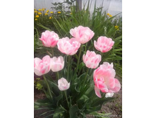 ������� ������ 10 ��. ��. - 132 ���. ��. ���������. ������� 22 ��..jpg