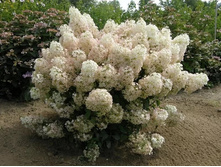 ��������� ����������� ����