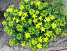 ������� ��������������