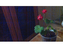 ���������� Rosebud Suprime