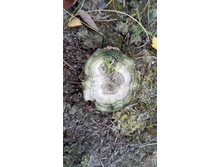 IMG 20170916 125823.jpg