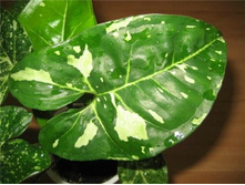 ��������� ����� (Syngonium sp. Panda.) - ���� ������ ...