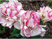 ������� ������� ���. ����.jpg