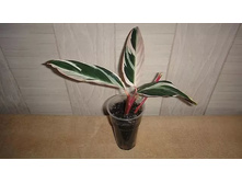 ��������� ��������, 100 ������