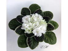 ��-�������(���� ����)