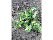 ����� ��������.