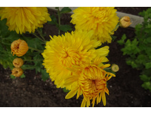 ���������� ��������� "����"