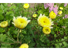 ��������� ���������� "������� �����"