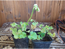 ���������� PAC Flower Fairy White Splash