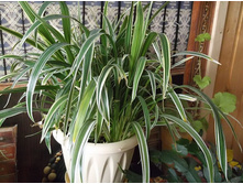 ���������� �������