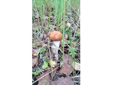 IMG 20170909 131244.jpg