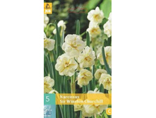 306.590, ������� (Narcissus) Sir Winston Churchill, 5 �� � ��������, 164���+18%, 5 ��������.jpg