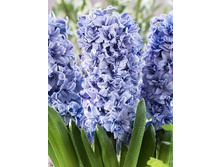 ������� ��� �����