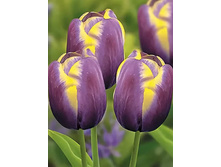 ������� ������� ����� 10 ��. ��. - 146 ���. ��. ���������. ������� 20 ��..jpg