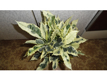 ������ (�������) ������