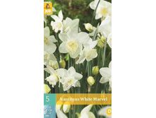 307.010, ������� (Narcissus) White Marvel, 5 �� � ��������, 194���+18%, 1��.jpg