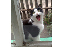 ���� �����