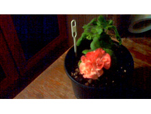 ���������� Powder Puff(������)