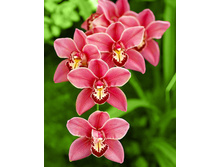 ��������� 38�48 Ag 380.jpg