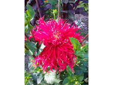 ��� ��� ����