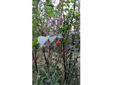 IMG 20170909 103806.jpg