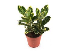 ������� �������� (Codiaeum Eburneum)- 450 ���. ���� ������ 6 ���� !!!!