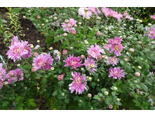 ��������� ����������  "������ "