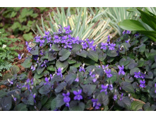 ������ ������������..70�.jpg