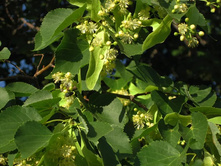 ���� ������������ 3�� 140�.jpeg