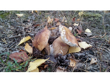 IMG 20170916 125030.jpg