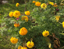 IMG 3039.JPG