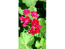 ���������� ���������� ������ 50 ������