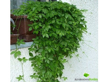 ���������� ����������� (���������)- ������ �������� �������� .....