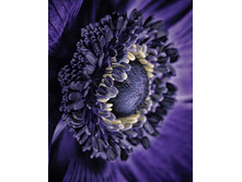 ������ ������� 38�48 Ag 375.jpg