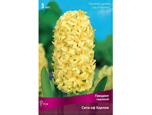 ������� ������� ���� �� ������.jpg