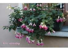 ������ Kit Oxtoby