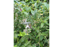 IMG 20170910 162703.jpg