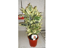 ������ (�������) ������ - 1500 ���.