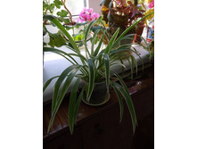 ���������� �������