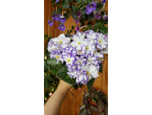 Arctic Frost ����������� S.Sorano .