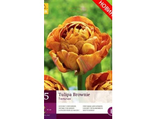313.440, Tulipa Brownie, 5 �� � ��������, 282���+18%, 1��.jpg