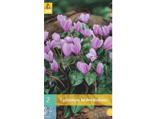 309.250, �������� (Cyclamen) hederifolium, 2 �� � ��������, 222���+18%, 1��.jpg