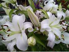 IMG 20170816 192812.jpg