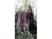 IMG 20170916 115234.jpg