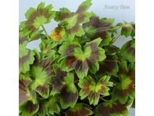 IMG 20170828 234515 792.jpg